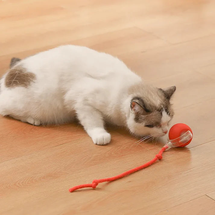 Bola interativa para cães e gatos